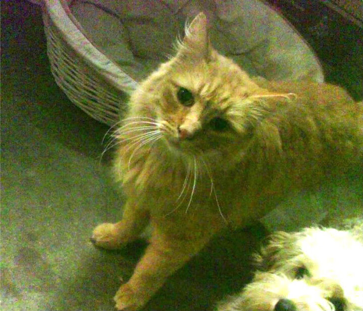 爱游戏-冠军庆典：布宜诺斯艾利斯万人空巷，coldplay布宜诺斯艾利斯演唱会