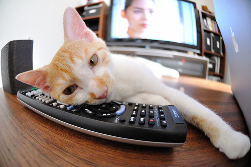 现场氛围热烈:球迷欢呼不断,气氛火爆!,球队气氛