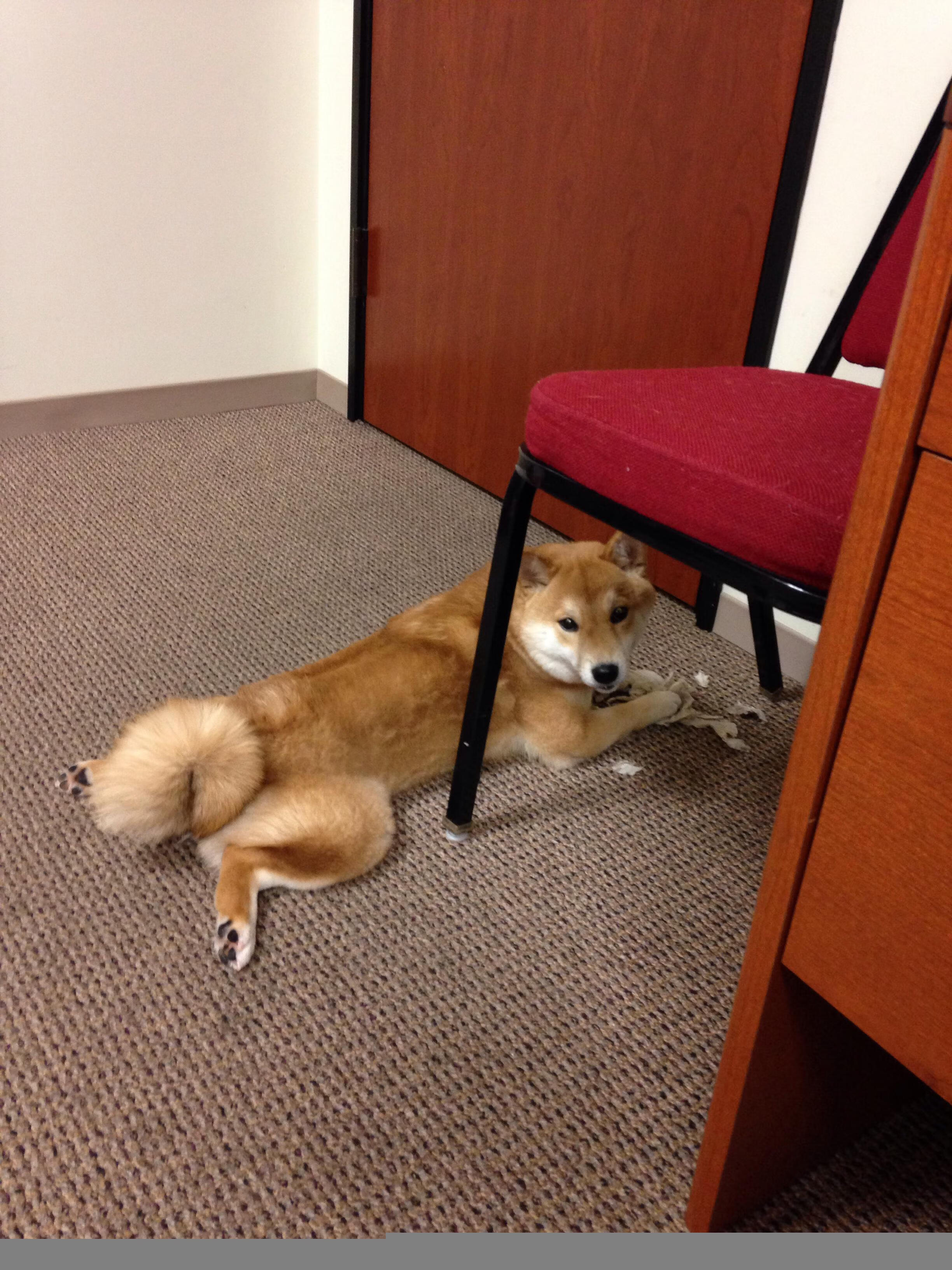 爱游戏登录入口-空中雪地摩托，雪域中的速度狂欢，雪地摩托场地