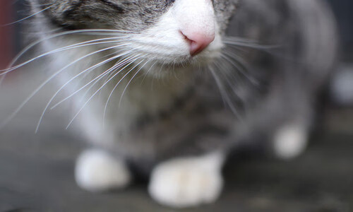 凯尔特人翻盘热火,抢七大战中塔图姆篮下统治全场,凯尔特人塔图姆新冠