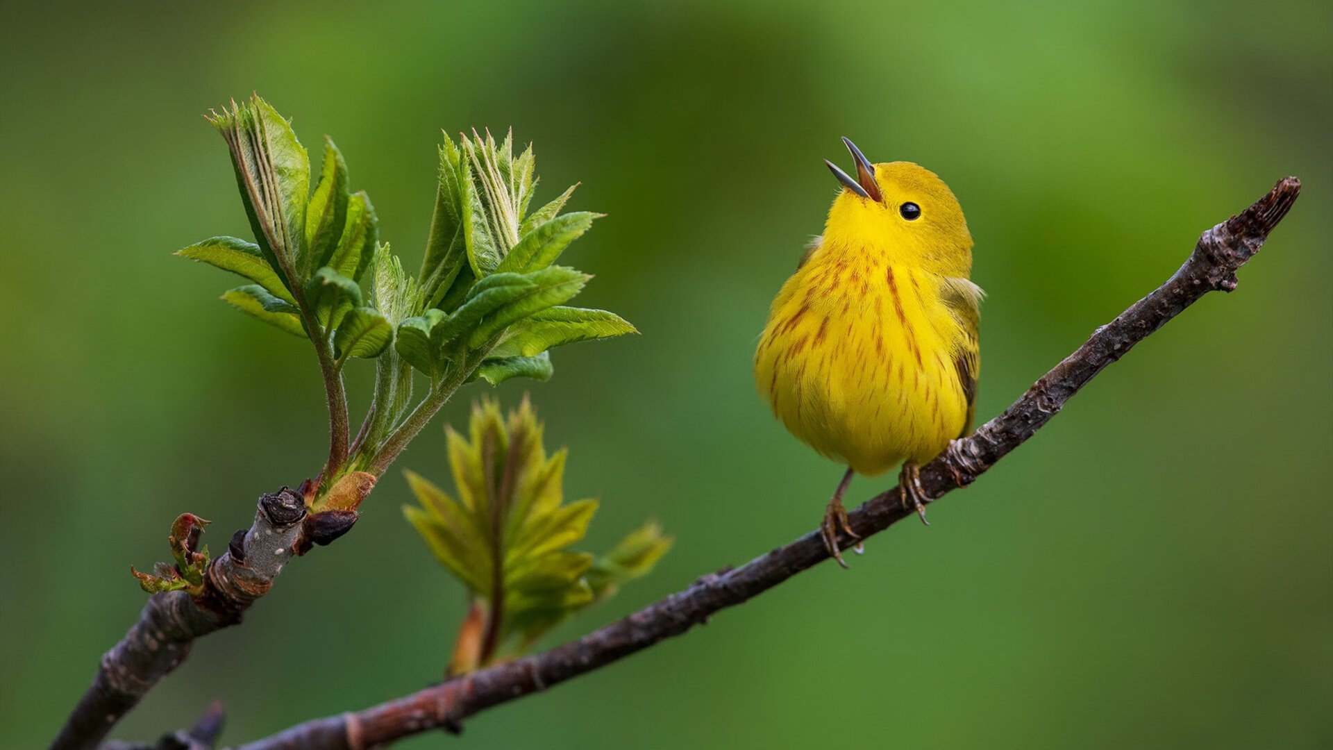 AYX体育官网-西班牙年轻球员崭露头角，西班牙年轻中场