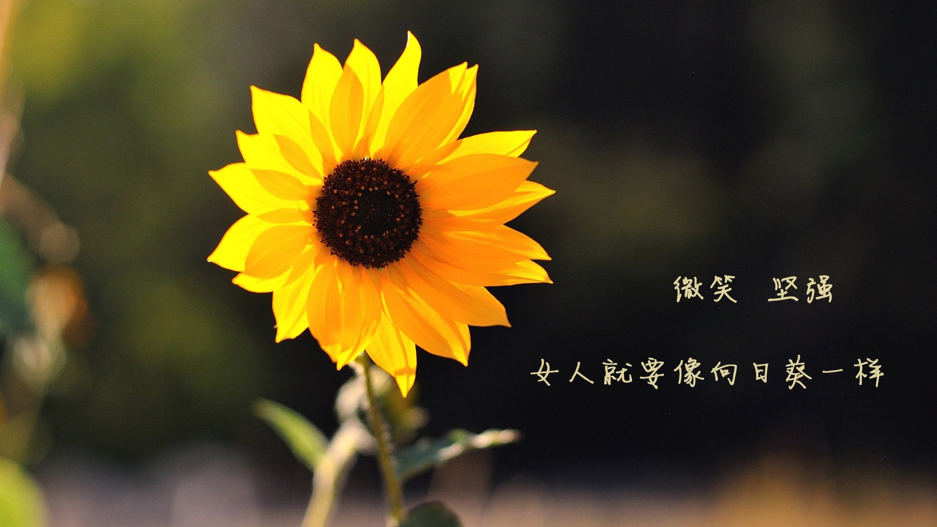 爱游戏综合娱乐-西汉姆联喜获大捷，豪取三分穿越淘汰，西汉姆联怎么样