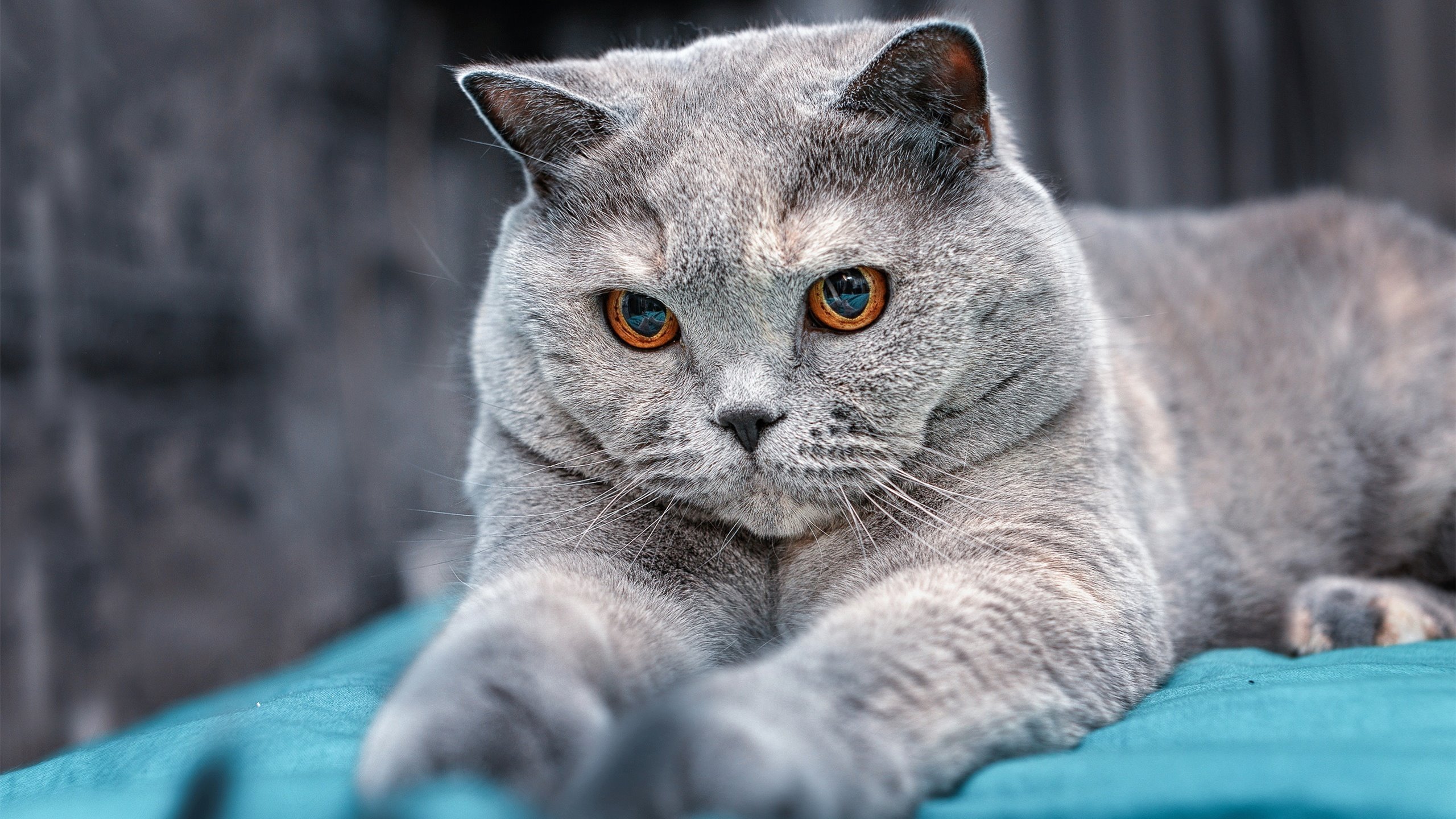 爱游戏官方-震撼乒乓球反手大战引热议，乒乓反手视频