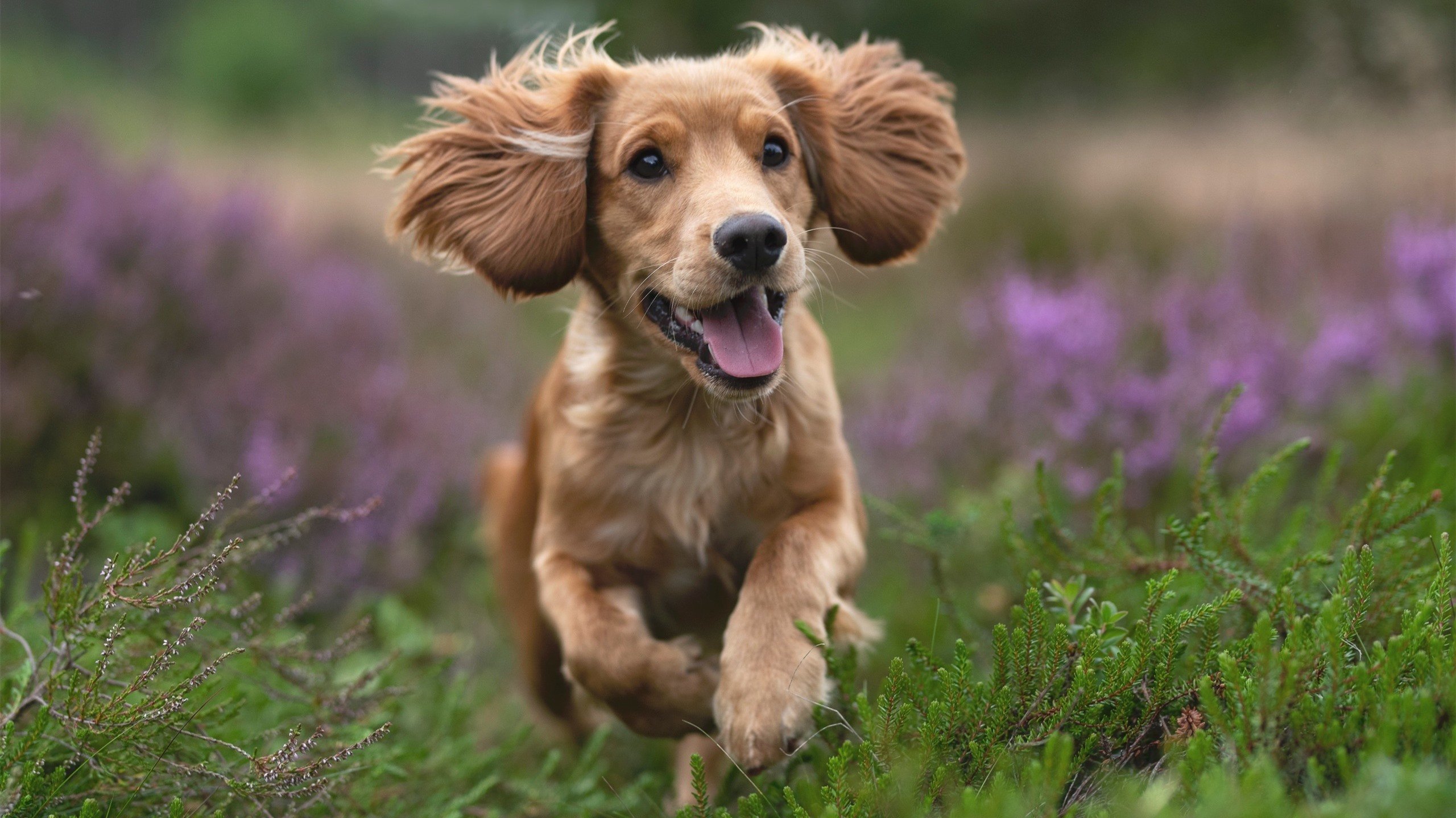 青少年体育发展专项基金,青少年体育发展专项基金有哪些