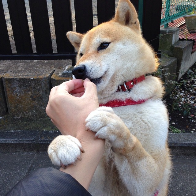 五大联赛即时技术统计与传统赛评数据融合趋势,五大联赛各种记录