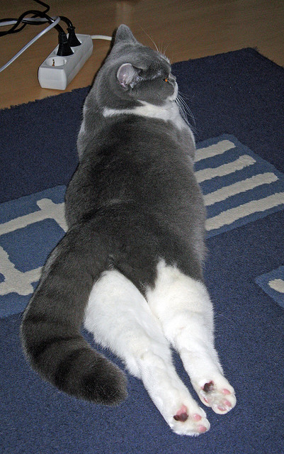 “马科斯·梅特罗的灵活性与判断力,为阿根廷美洲狮队打下坚实基础”