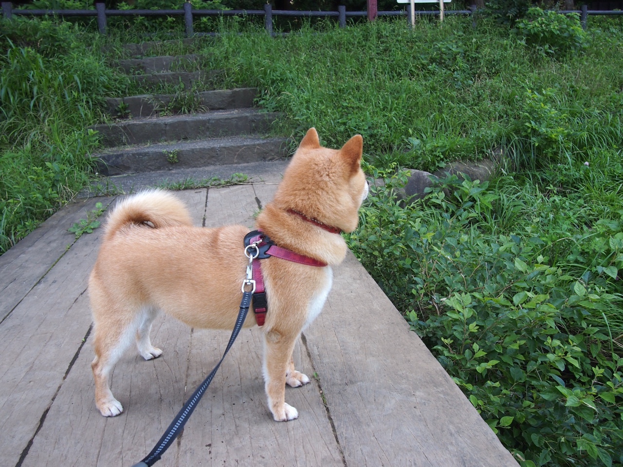 中国足球青少年足球赛增设趣味竞技项目,中国足协青少年足球