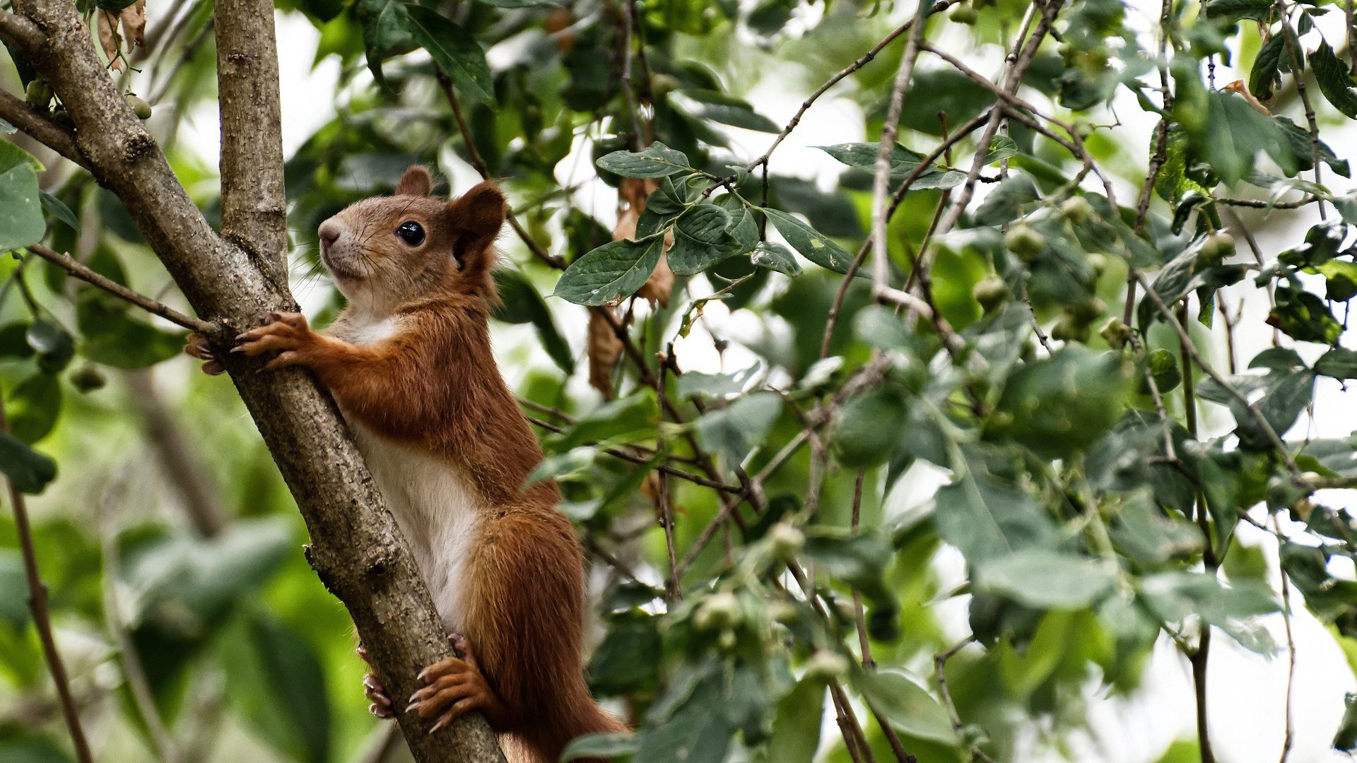 爱游戏体育-塞尔维亚女篮在欧洲锦标赛中表现优异，金牌争夺激烈白热化，塞尔维亚女蓝