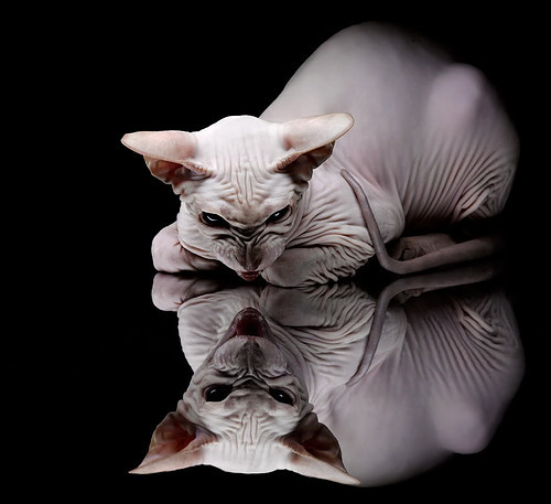 法国新星崭露头角，成为未来的中坚力量