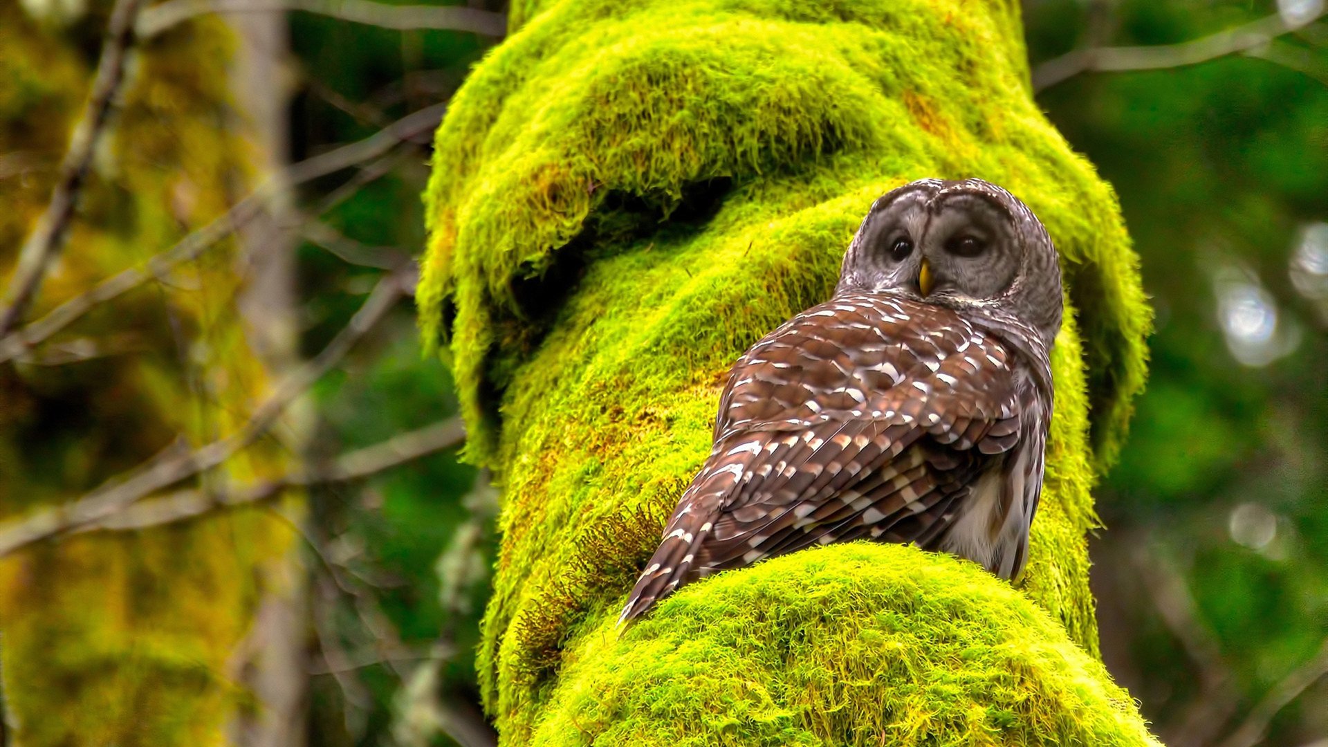 越南男篮在亚洲预赛中激战正酣，争取突破